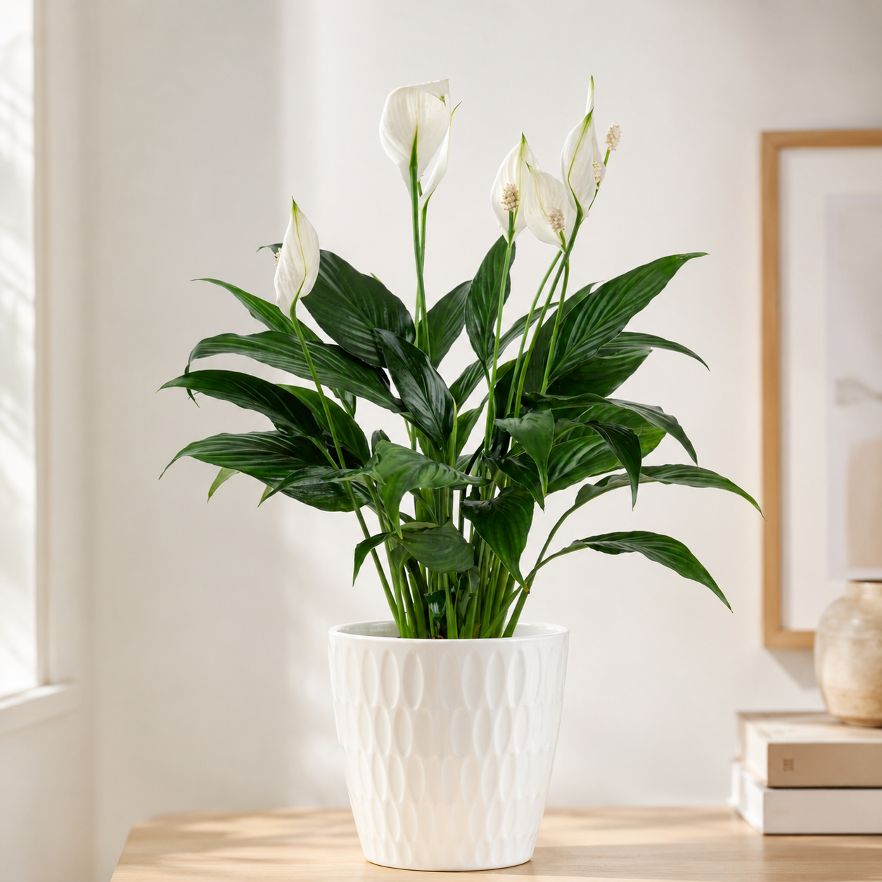 Peaceful Elegance – Peace Lily Plant