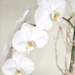 White Phalaenopsis Orchid