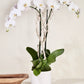 White Phalaenopsis Orchid