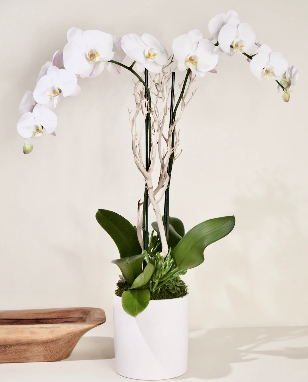 White Phalaenopsis Orchid