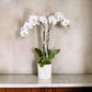 White Phalaenopsis Orchid