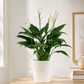 Peaceful Elegance – Peace Lily Plant